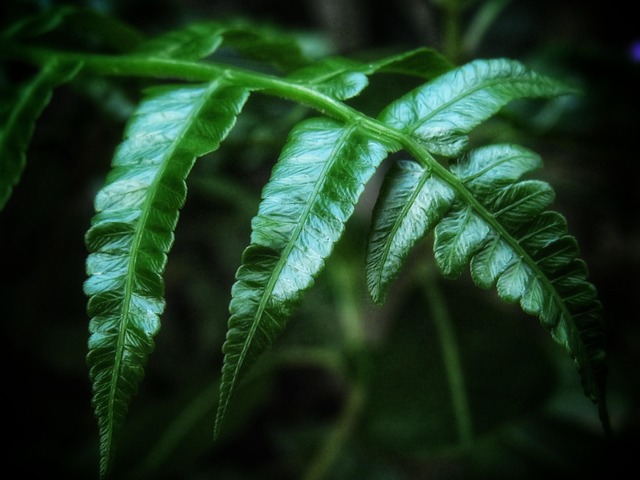 Free Fern Leaves photo and picture