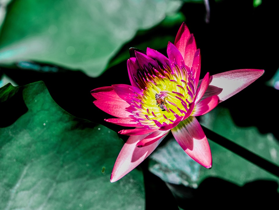 Lotus Flower Bloom - Free photo on Pixabay - Pixabay
