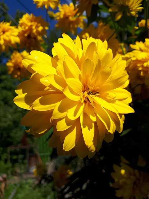 Free Flower Yellow photo and picture