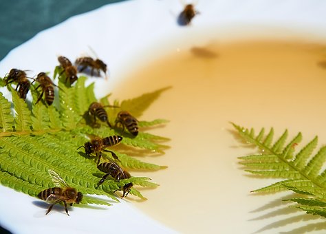 Free Bee Honey photo and picture