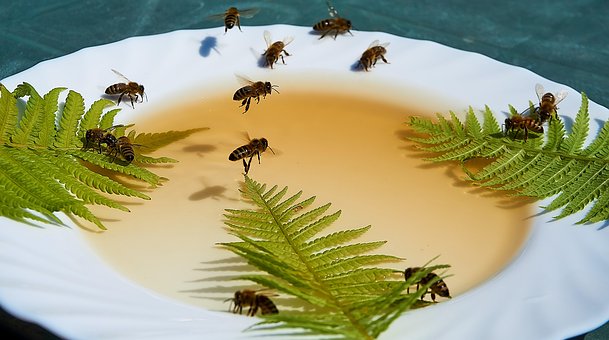 Free Bee Honey photo and picture