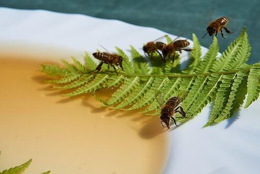 Free Bee Honey photo and picture