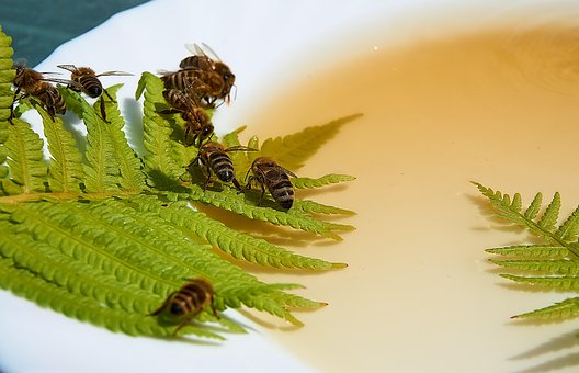 Free Bee Honey photo and picture