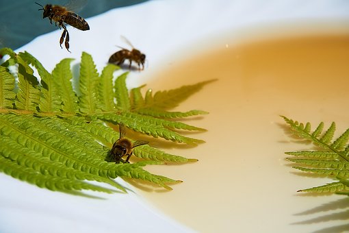 Free Bee Honey photo and picture