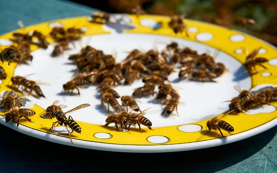 Free Bee Honey photo and picture