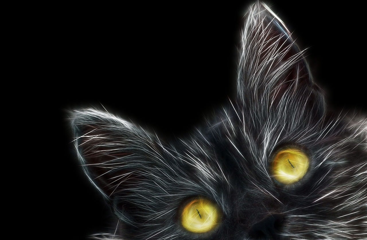 100 + 무료 Cat Gold & 고양이 이미지 - Pixabay