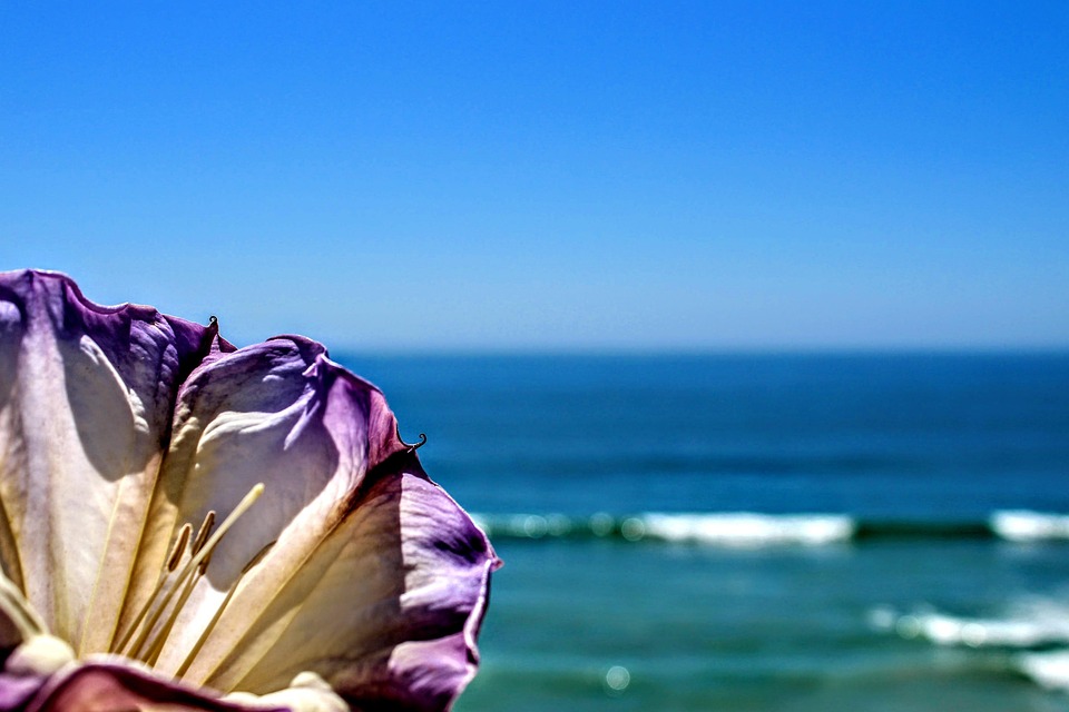 flower blue purple free photo on pixabay purple ocean waves