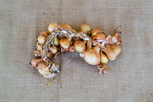 Free Onions Bunch photo and picture