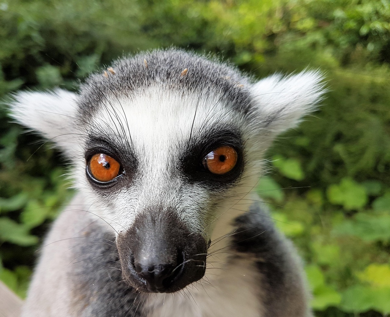 100 Sorubim Lima Pixabay 100-sorubim-lima-pixabay