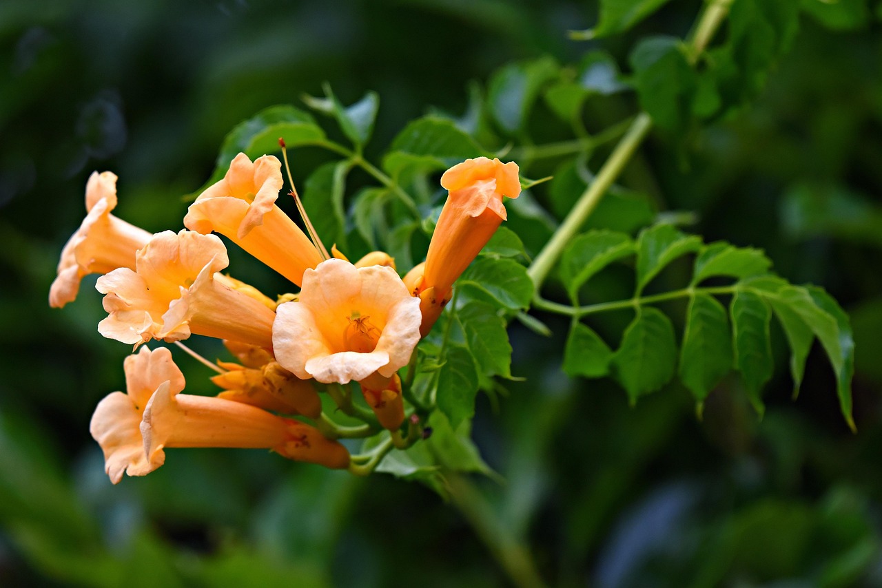 American Trumpet Vine Campsis × Free photo on Pixabay
