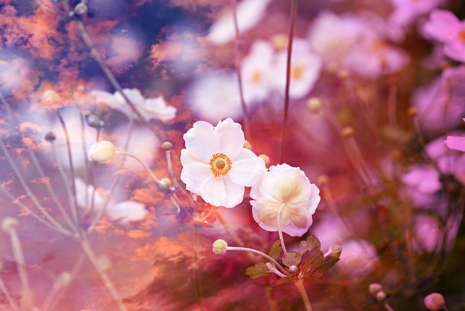 アネモネ 花 植物 Pixabayの無料写真 アネモネ 花 植物 Pixabayの無料写真
