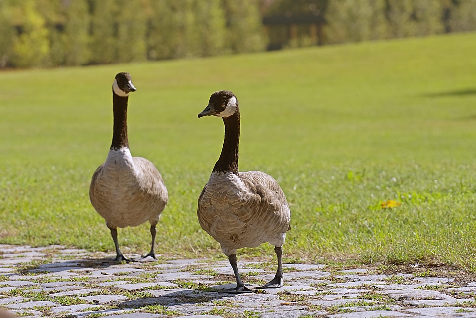 canada goose natur canada goose natur