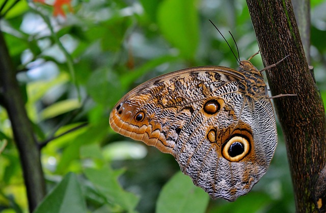 Free Blue Morpho Butterfly Tropics photo and picture