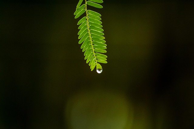 Wasser, Tropfen, Regen, Wassertropfen