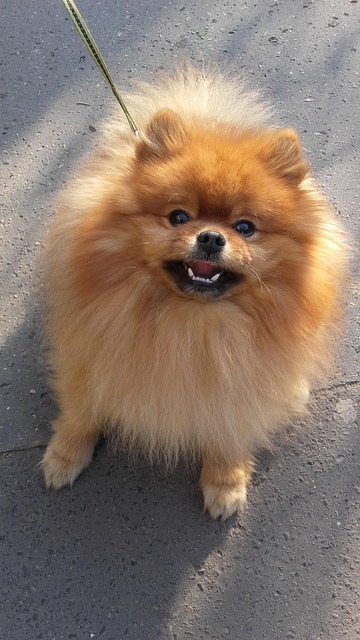Free Dog Doggy photo and picture