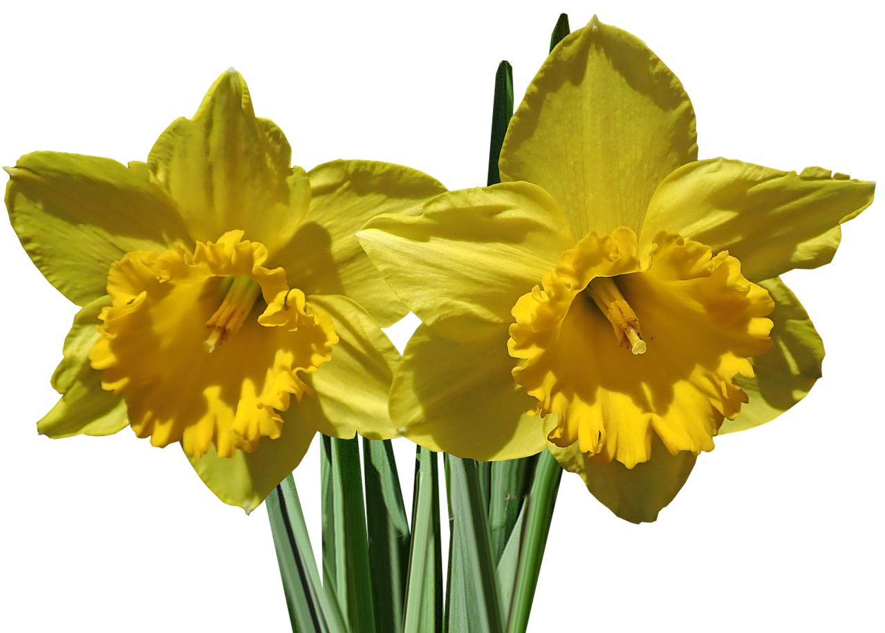 水仙 花 球根 - Pixabayの無料写真 - Pixabay