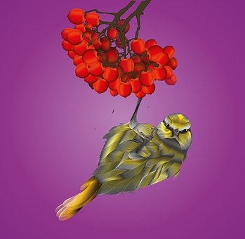 Free Bird Drawing photo and picture
