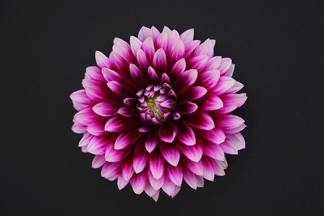 Free Flower Plant photo and picture