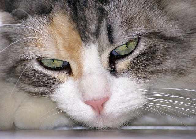 Gato, Animal, Olho De Gato, Olhar, Malai