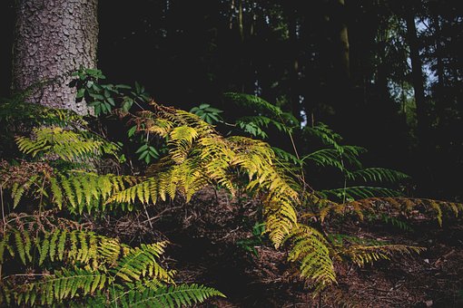 Skog, Bregne, Natur, Grønn, Tre, Bark