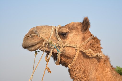 Free Camel Head photo and picture