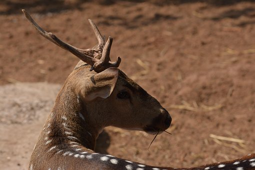 Free Deer Nature photo and picture