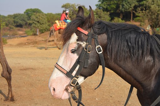 Free Horse Animal photo and picture