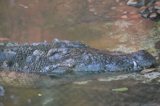 Free Crocodile Zoo photo and picture