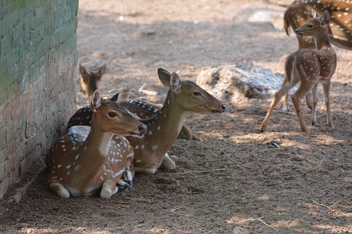 Free Deer Animal photo and picture