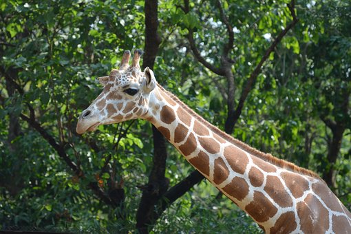 Free Giraffe Wild photo and picture
