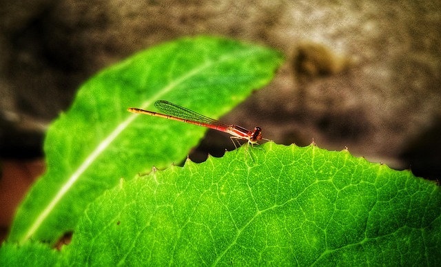 Free Dragonfly Insect photo and picture