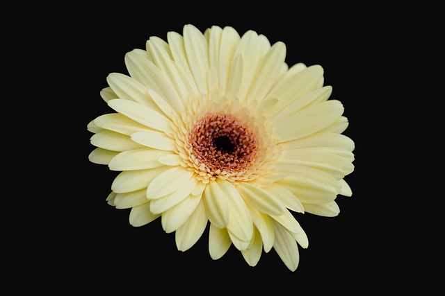 Free Flower Yellow photo and picture