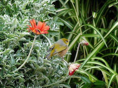 Free Bird New Zealand photo and picture
