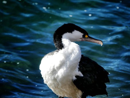 Free Reier Bird photo and picture