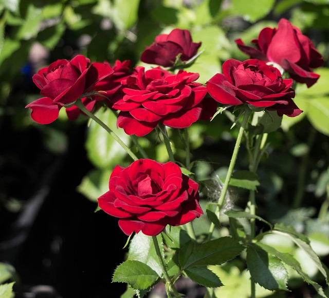 Free Roses Petals photo and picture