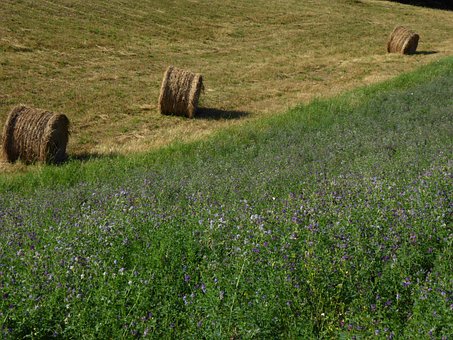 growing cover crops
