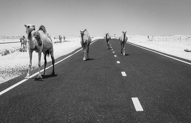 Kameler, Kamel, Ørken, Dubai