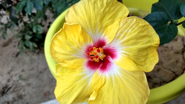 Blume, Gelb, Natur, Blumentapete