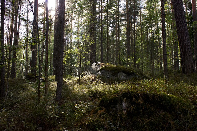 Free Stone Forest photo and picture