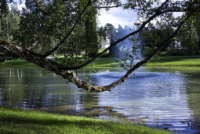Free Tree Tree Branch photo and picture