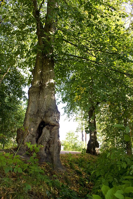 Free Tree Deciduous Forest photo and picture