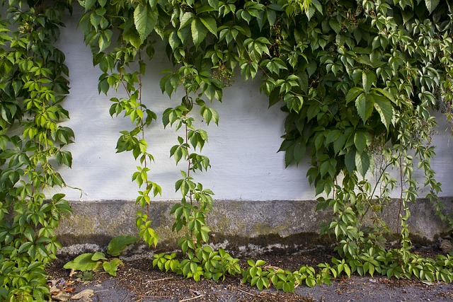 Free Wall Ivy photo and picture