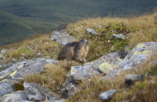 Marmotă, Natură, Viata Salbatica, Alpi