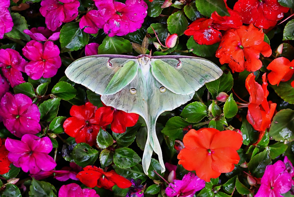 Luna Moth Insect - Free photo on Pixabay