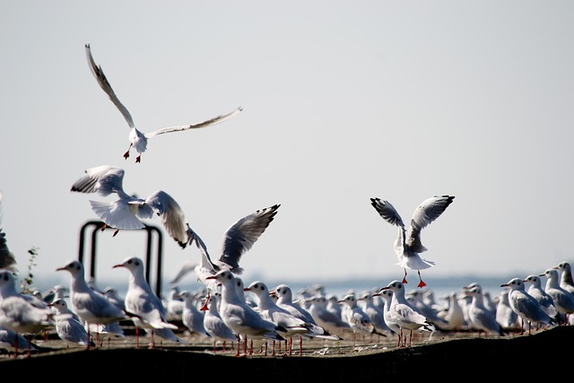 Free Seagull Dock photo and picture