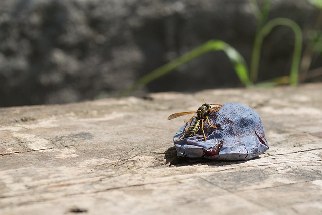 Free Wasp Plum photo and picture