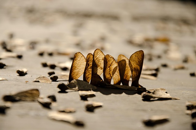 Free Autumn Fall photo and picture