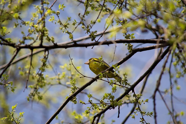 Free Bird Yellow photo and picture
