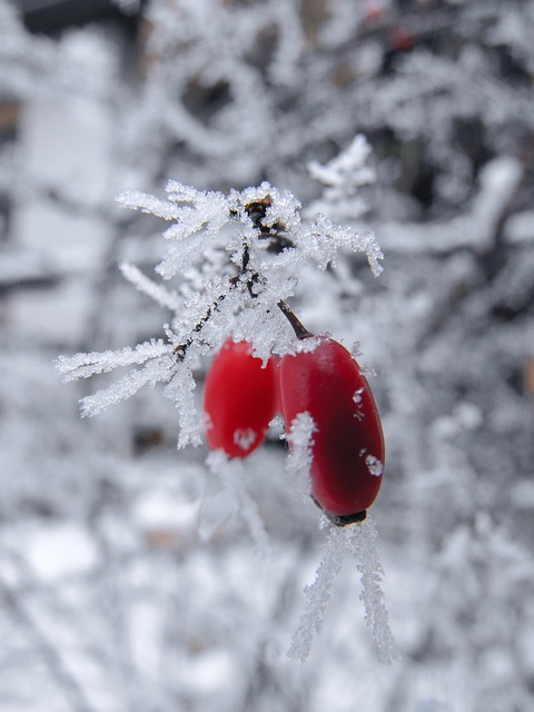 Free Red Ice photo and picture