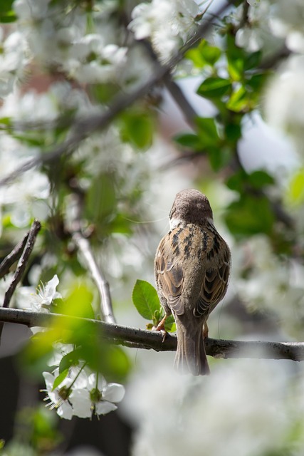 Free Sparrow Bird photo and picture